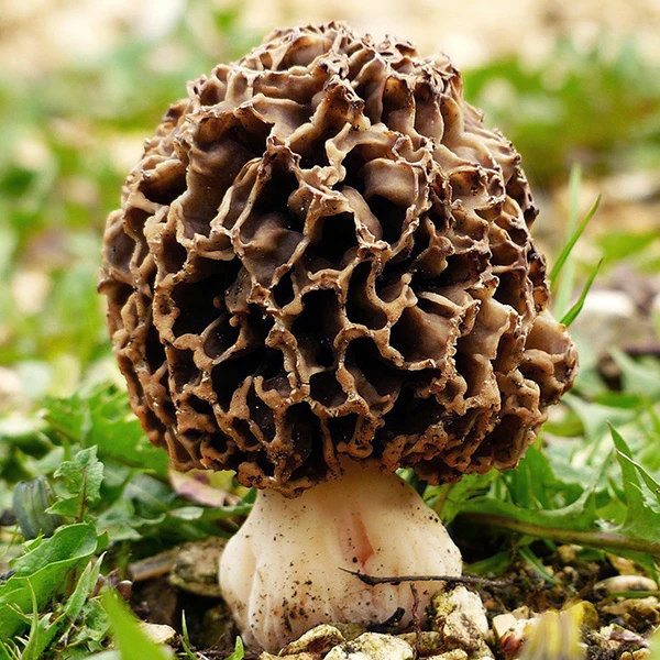 A Black Morel mushroom growing in the wild, amongst bright green foliage