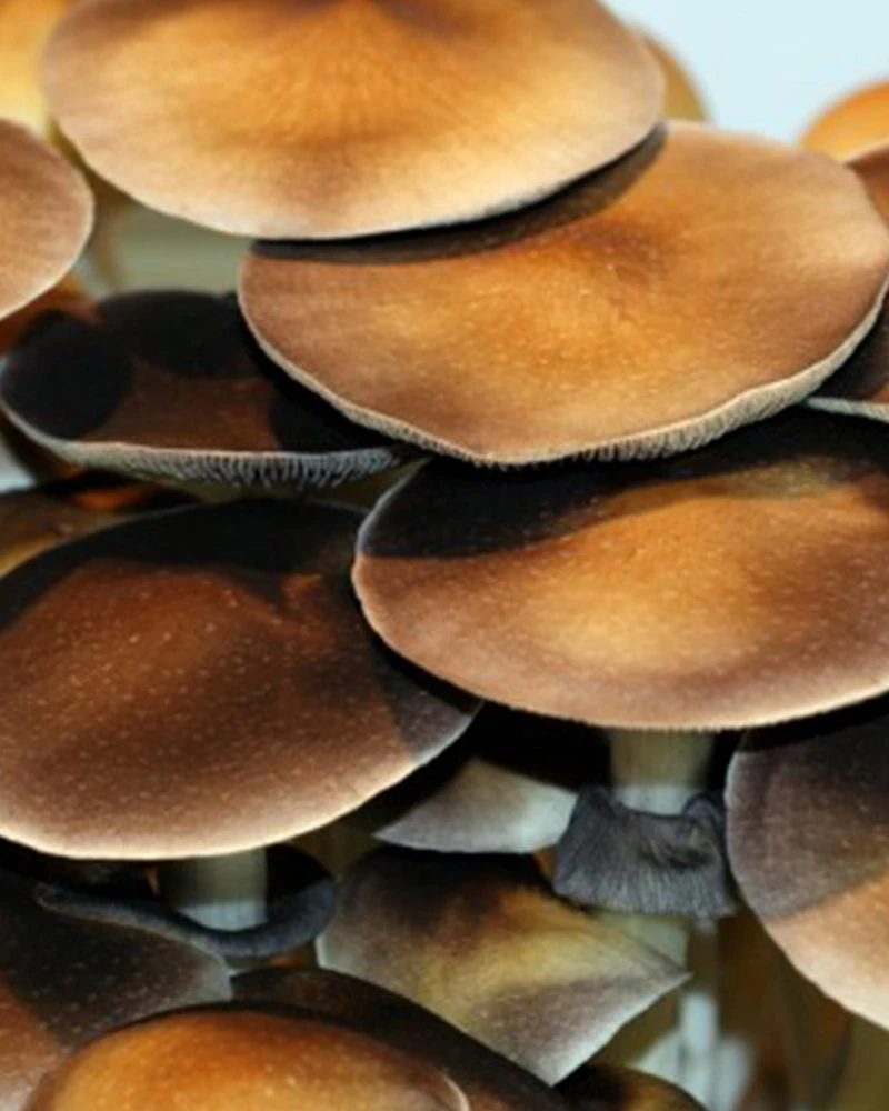 Hawaiian cubensis: large flat caramel caps overlapping one another, seen from above