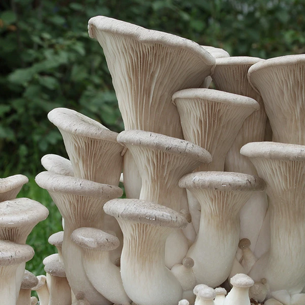 King Oyster mushrooms: a cluster of thick white stems with small pale grey caps, growing outdoors