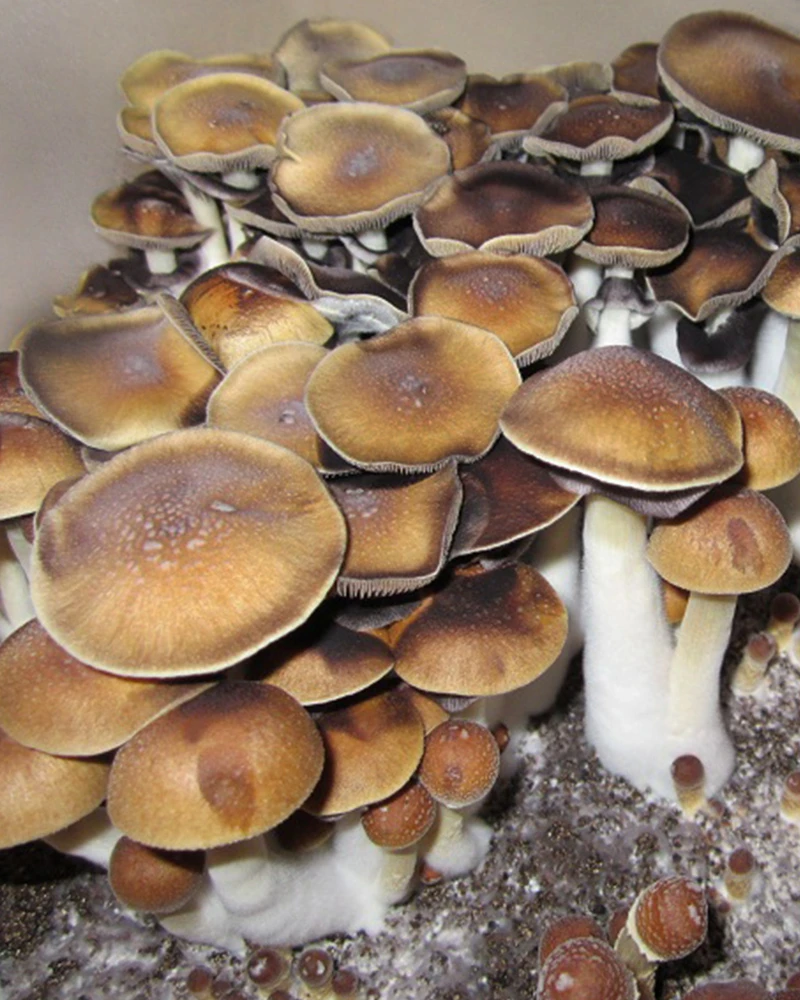 Koh Samui cubensis: a crowded flush of tan-brown caps above a tangle of white stems