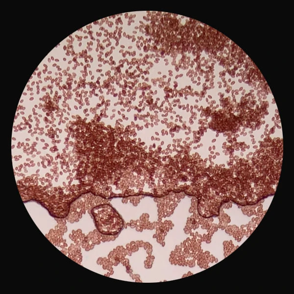 Microscopy spores