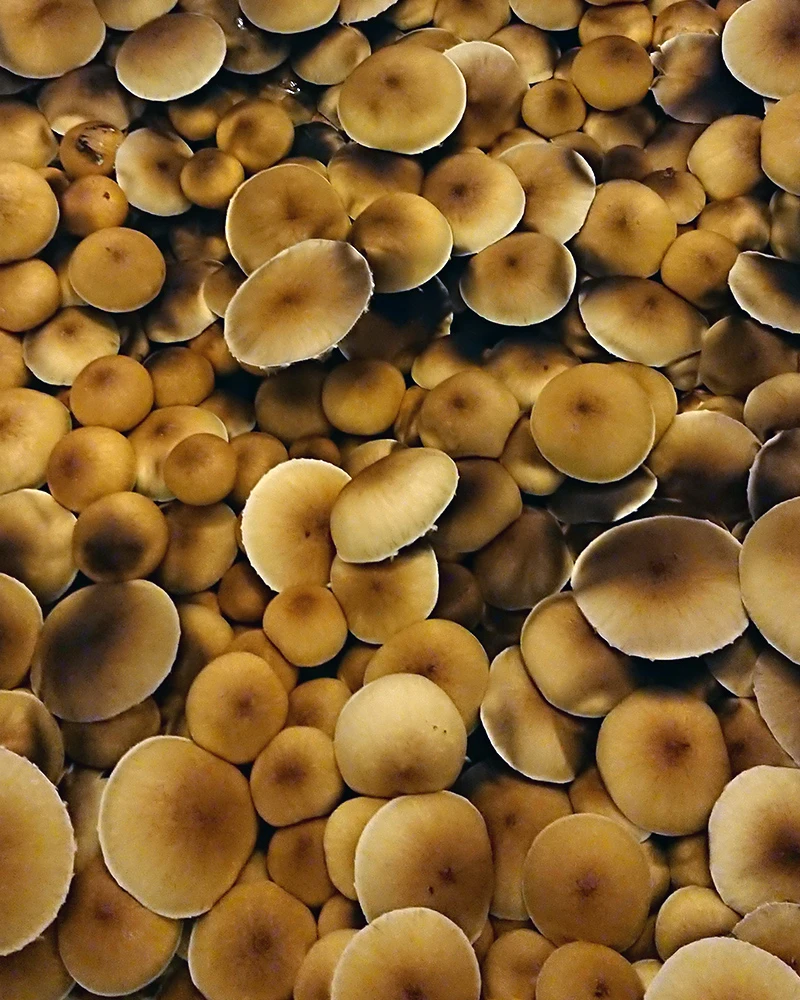 Treasure Coast cubensis: a heavy flush seen from above, dozens of small golden-yellow caps covering the substrate