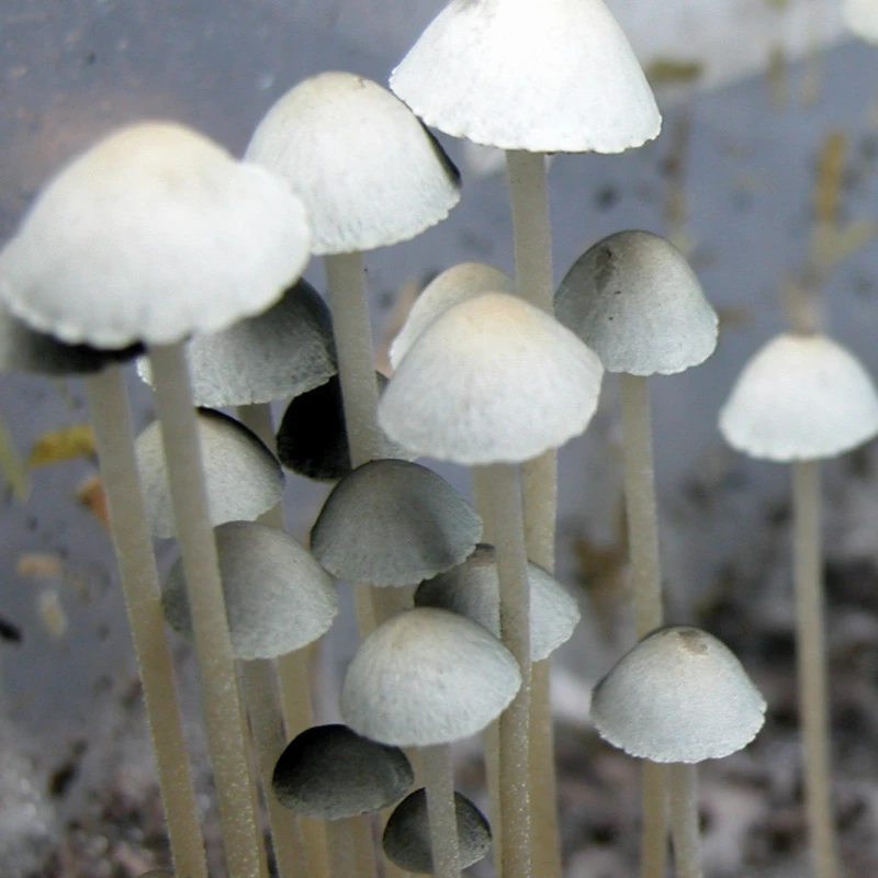 Panaeolus cyanescens TTBVI: slim grey-white bell caps on fine pale stems, growing on dung