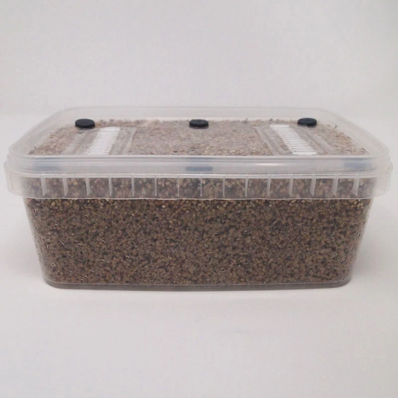 XL PF-Tek Mushroom Grow Kit at an angle, the sealed lid with its black ports and filter strips visible above the substrate
