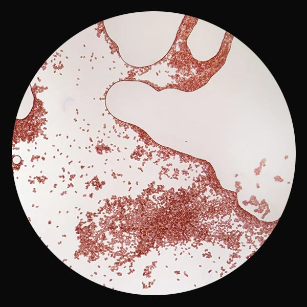 Golden Teacher (Psilocybe cubensis) spores under the microscope at lower magnification, drifts of spores across a clear slide