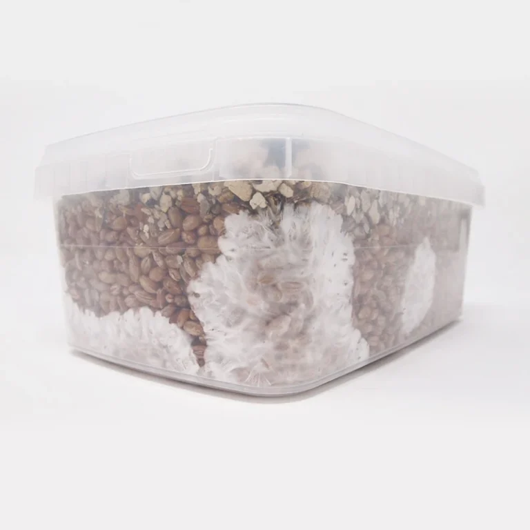 Mycelium colonising the rye grain in a Rye Grain MykoBox