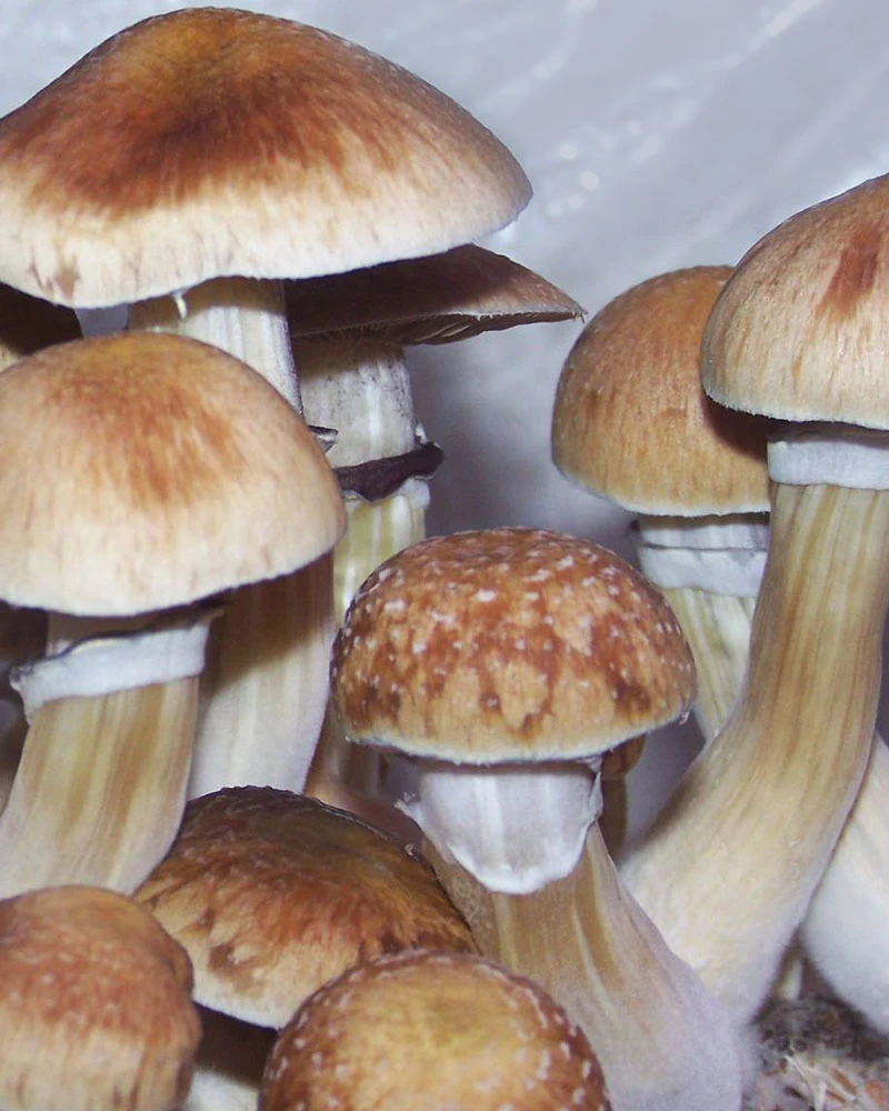 B+ cubensis: broad caramel caps with dark centres on thick pale stems, a generous flush