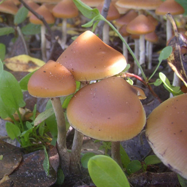 Psilocybe azurescens: caramel caps with a raised centre growing among green leaves and grass