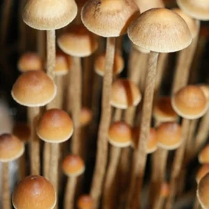 Psilocybe tampanensis: small orange-brown conical caps on long thin stems in a dense group