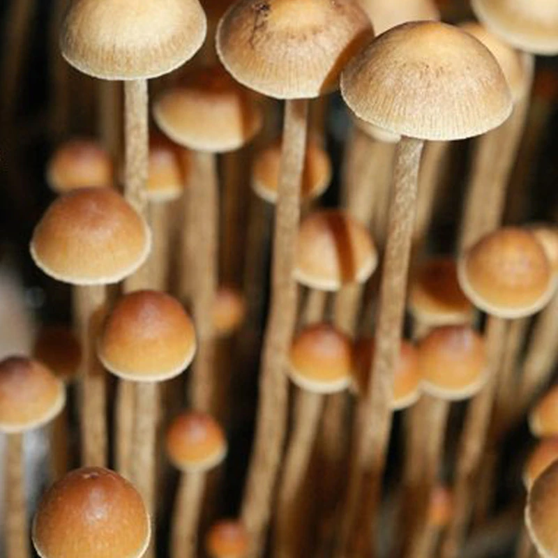 Psilocybe tampanensis: small orange-brown conical caps on long thin stems in a dense group