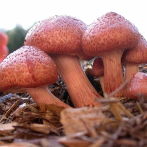 Gymnopilus luteofolius: rusty pink-orange caps with a scaly surface on matching stems, growing on wood chips