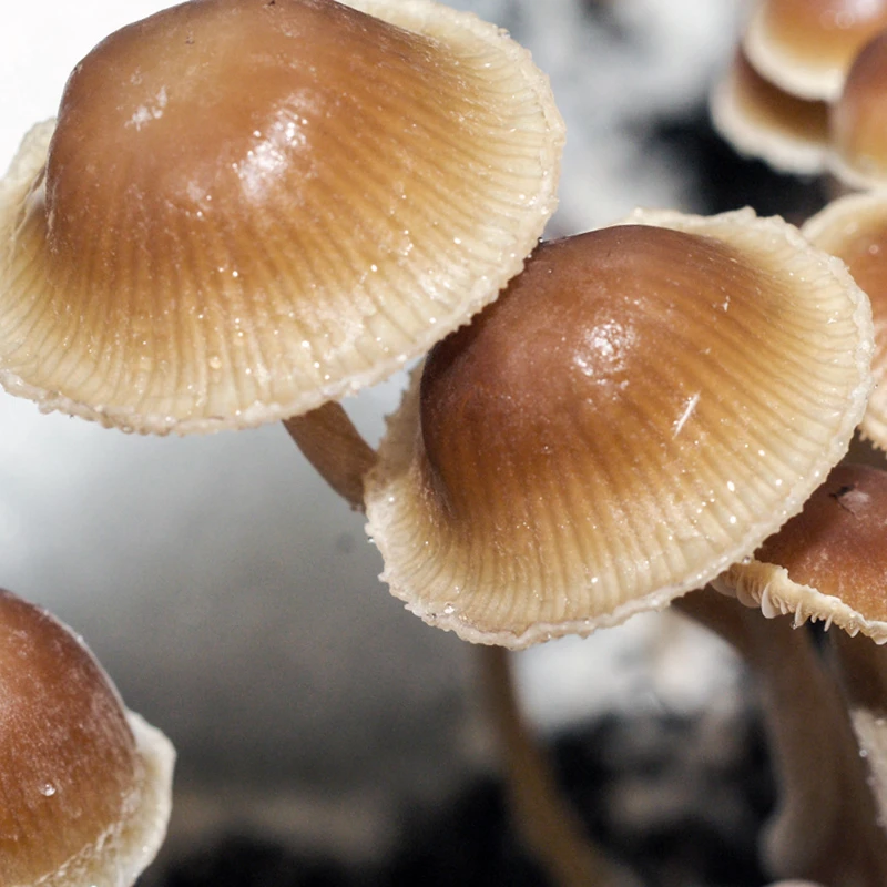 Psilocybe mexicana: pale tan bell caps with fine radial lines, glistening with moisture