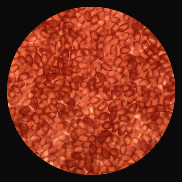 Golden Teacher (Psilocybe cubensis) spores under the microscope at high magnification, individual amber spores filling the field