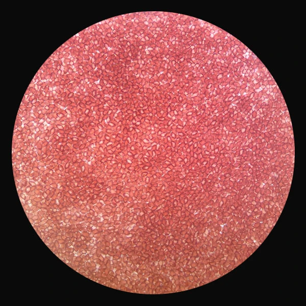 Golden Teacher (Psilocybe cubensis) spores under the microscope, a dense field of fine spores