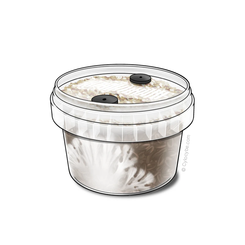 Illustration of a MycoPot: a clear pot of substrate with a black injection port, white mycelium spreading inside