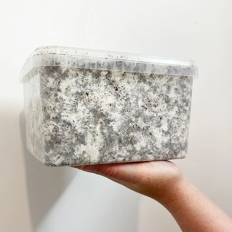 A fully colonised MonoBox, the substrate covered in white mycelium