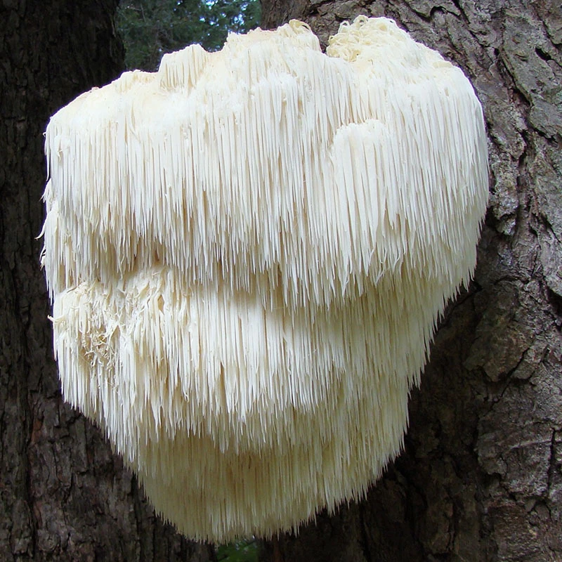 Lion's Mane: a large white mushroom of cascading icicle-like spines growing from tree bark