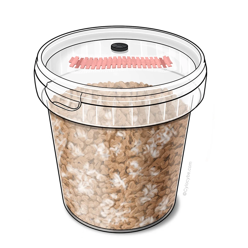 Illustration of a SpawnTub: a clear tub of rye grain with a pink filter strip and injection port in the lid