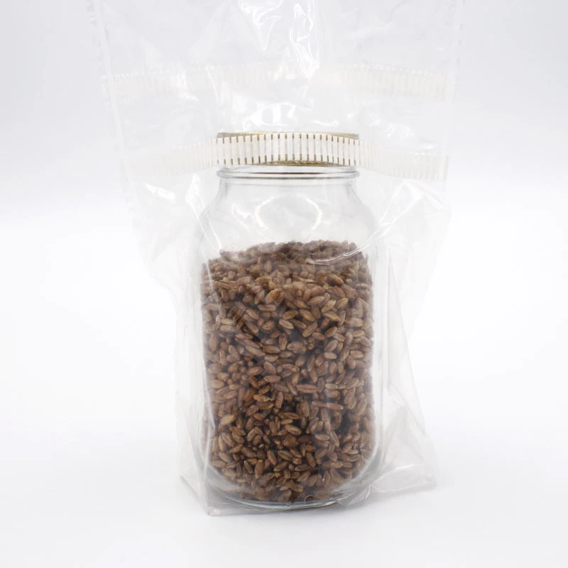 rye grain jar in incubag