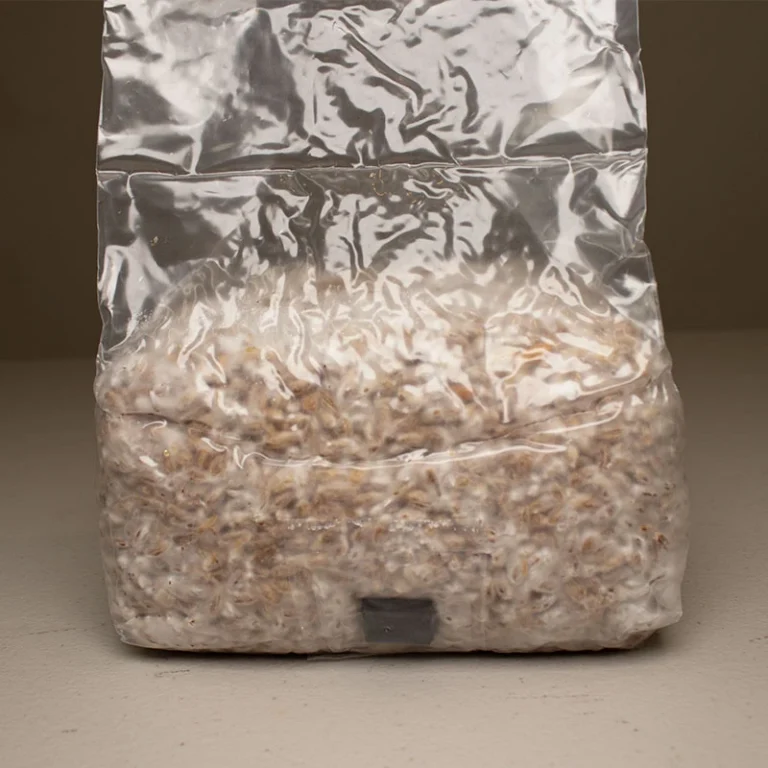 Fully colonised rye grain spawn bag