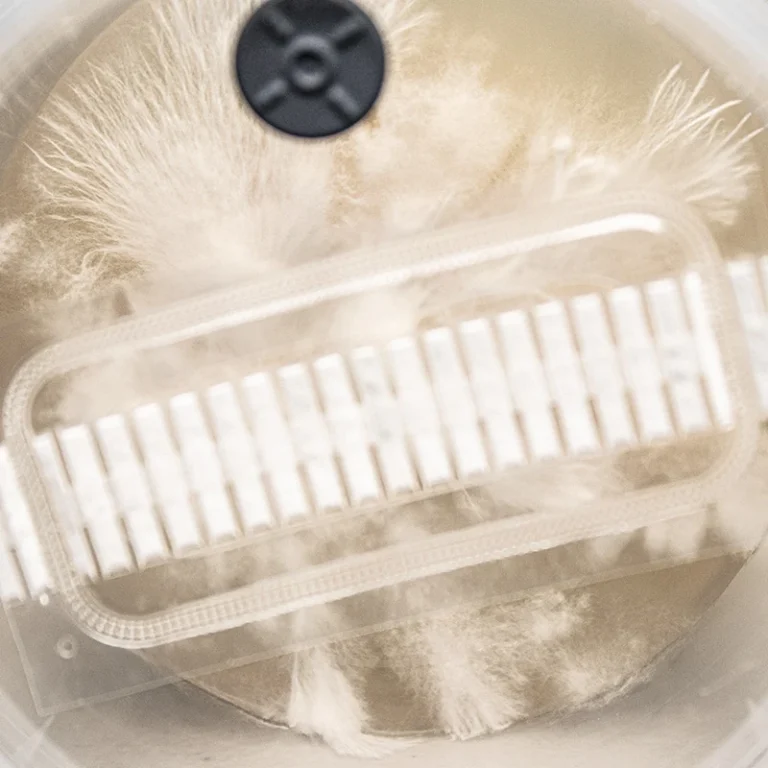 Clean white mycelium growing across the agar in an AgarPot