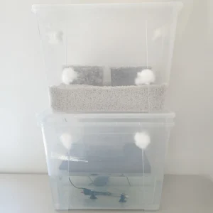 CyLab set up for simultaneous incubation and fruiting