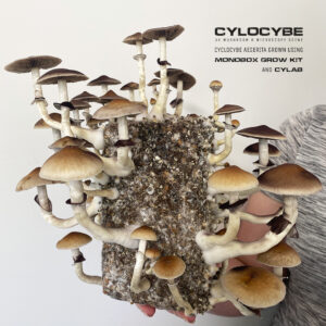 holding square substrate block of mushrooms