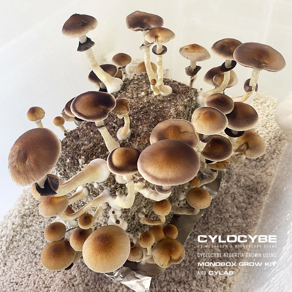A MonoBox in full fruit, dozens of tan-capped mushrooms rising from the substrate surface