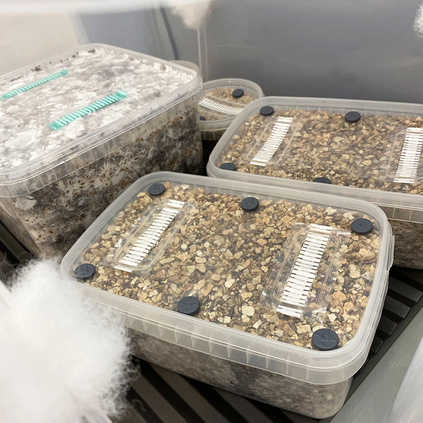 Several sealed grain tubs with injection ports sitting inside the CyLab incubator