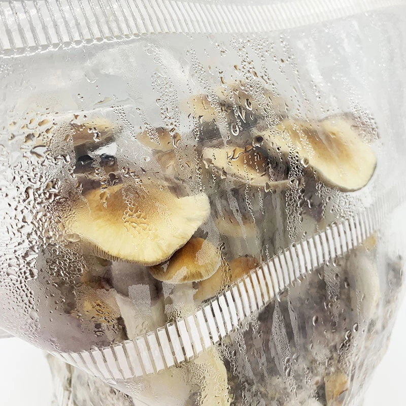 Mushrooms fruiting inside a sealed grow bag, condensation on the plastic