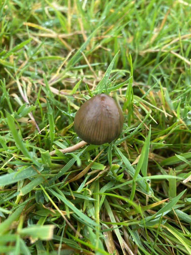 Psilocybe semilanceata, the Liberty Cap: a single small pointed brown cap growing in grass