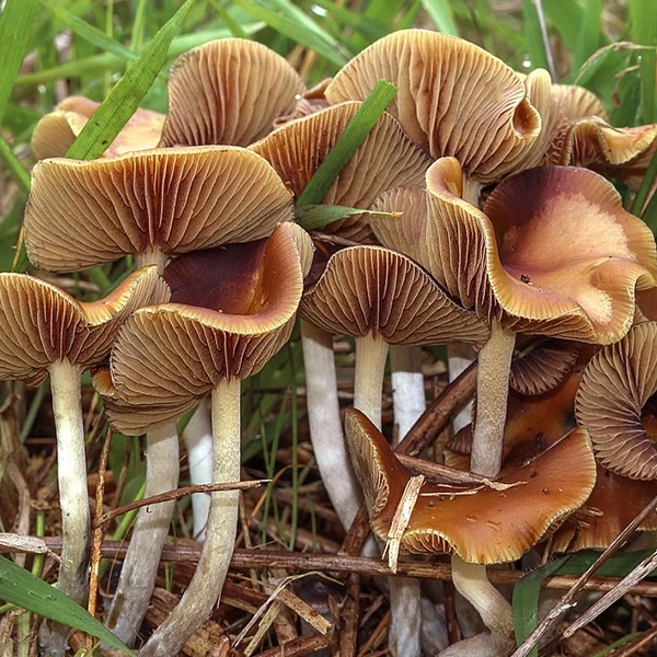 Psilocybe cyanescens, the Wavy Cap: caramel caps with wavy rippled edges and pale gills, growing in leaf litter