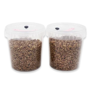 Two SpawnTubs side by side, each a clear tub of rye grain with a pink filter and black port