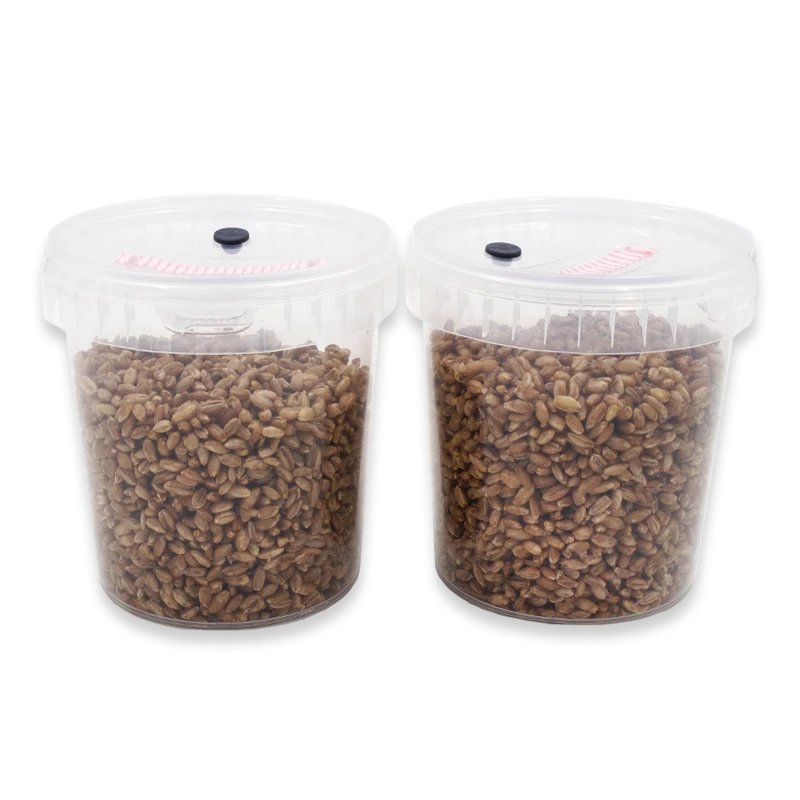 Two SpawnTubs side by side, each a clear tub of rye grain with a pink filter and black port