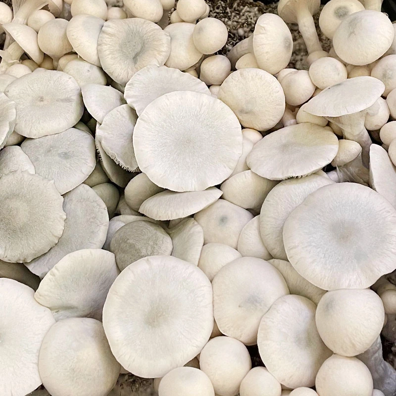 A+ Albino cubensis: pale cream-white caps of many sizes packed together, almost no pigment