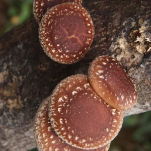 Shiitake mushrooms fruiting from bark, deep red-brown caps with pale cracked patterning