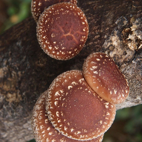 Shiitake mushrooms fruiting from bark, deep red-brown caps with pale cracked patterning