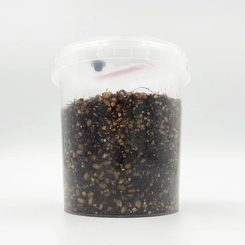A Halloween special grow kit: a clear tub two thirds full of dark grain substrate with a filter lid