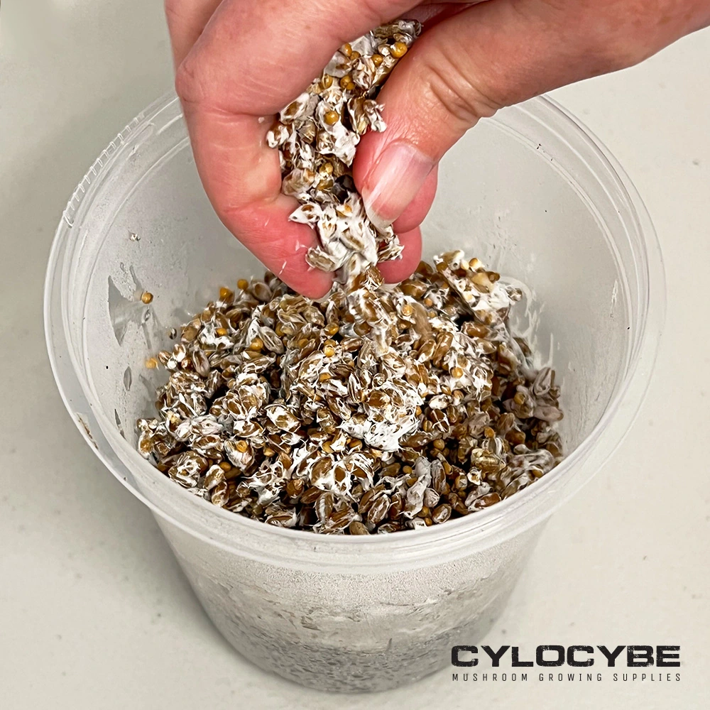 A handful of broken white grain spawn being lifted above the mixing tub