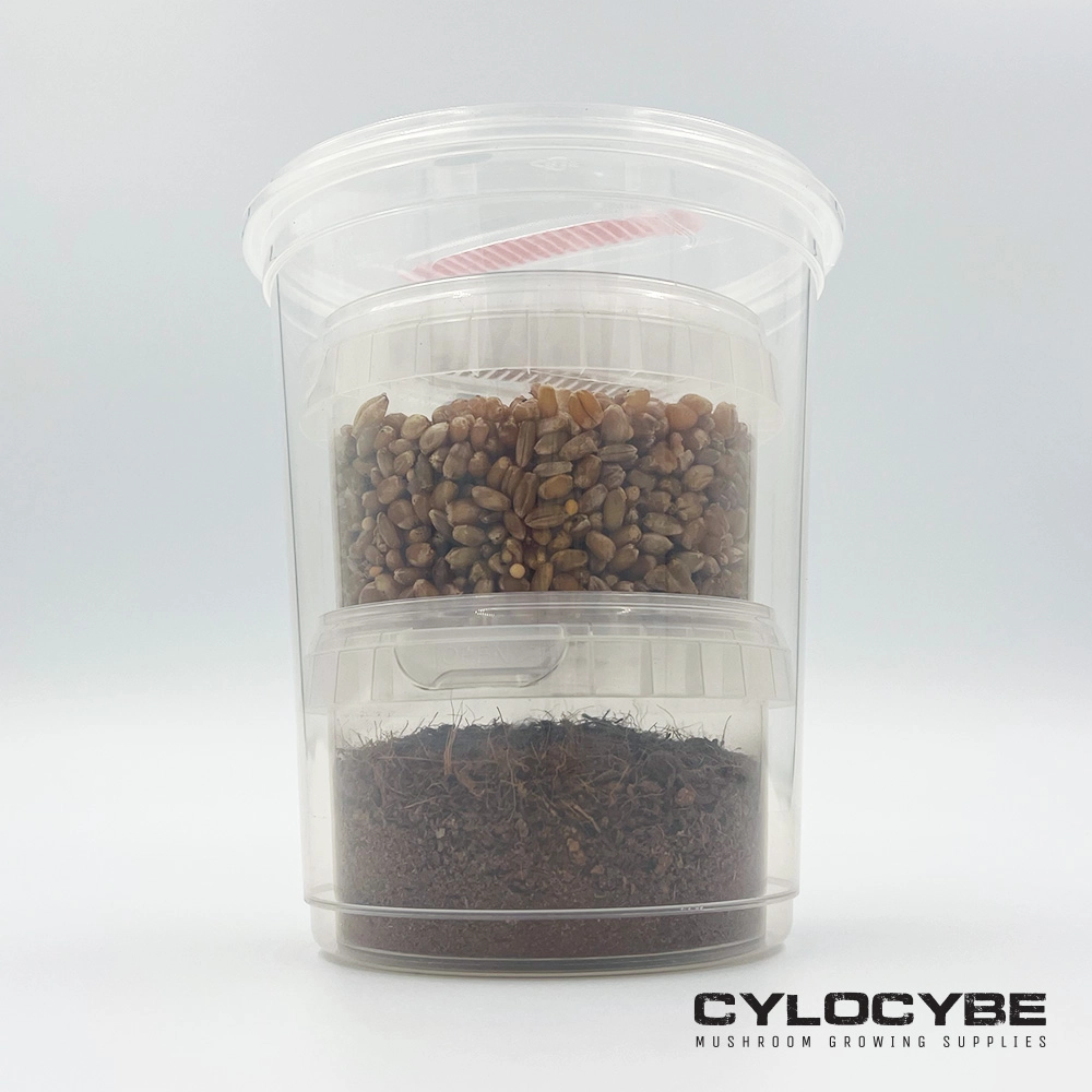 A clear MiNO cup holding grain above a layer of dark coir substrate