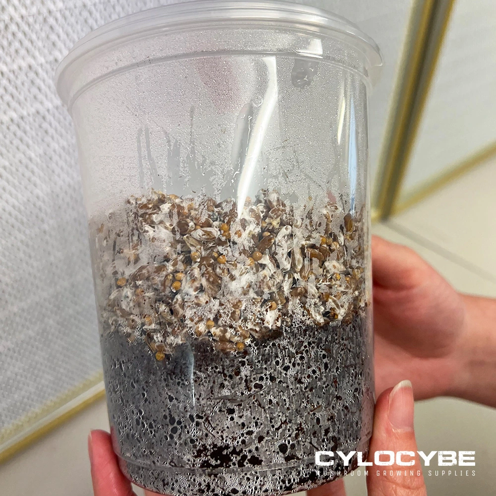 A clear cup layered with mixed grain and dark substrate, held up to the light