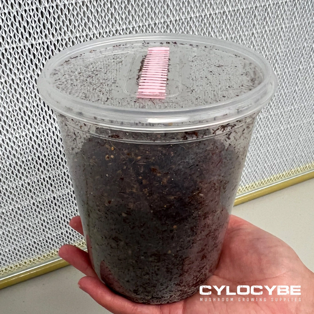 A fully colonised cup of dark substrate with its pink filter lid, held in one hand