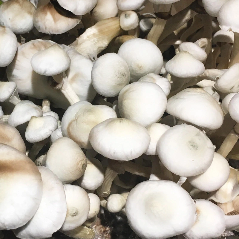 Rusty Whyte cubensis: pale off-white caps, rounded and closed, clustered over dark substrate
