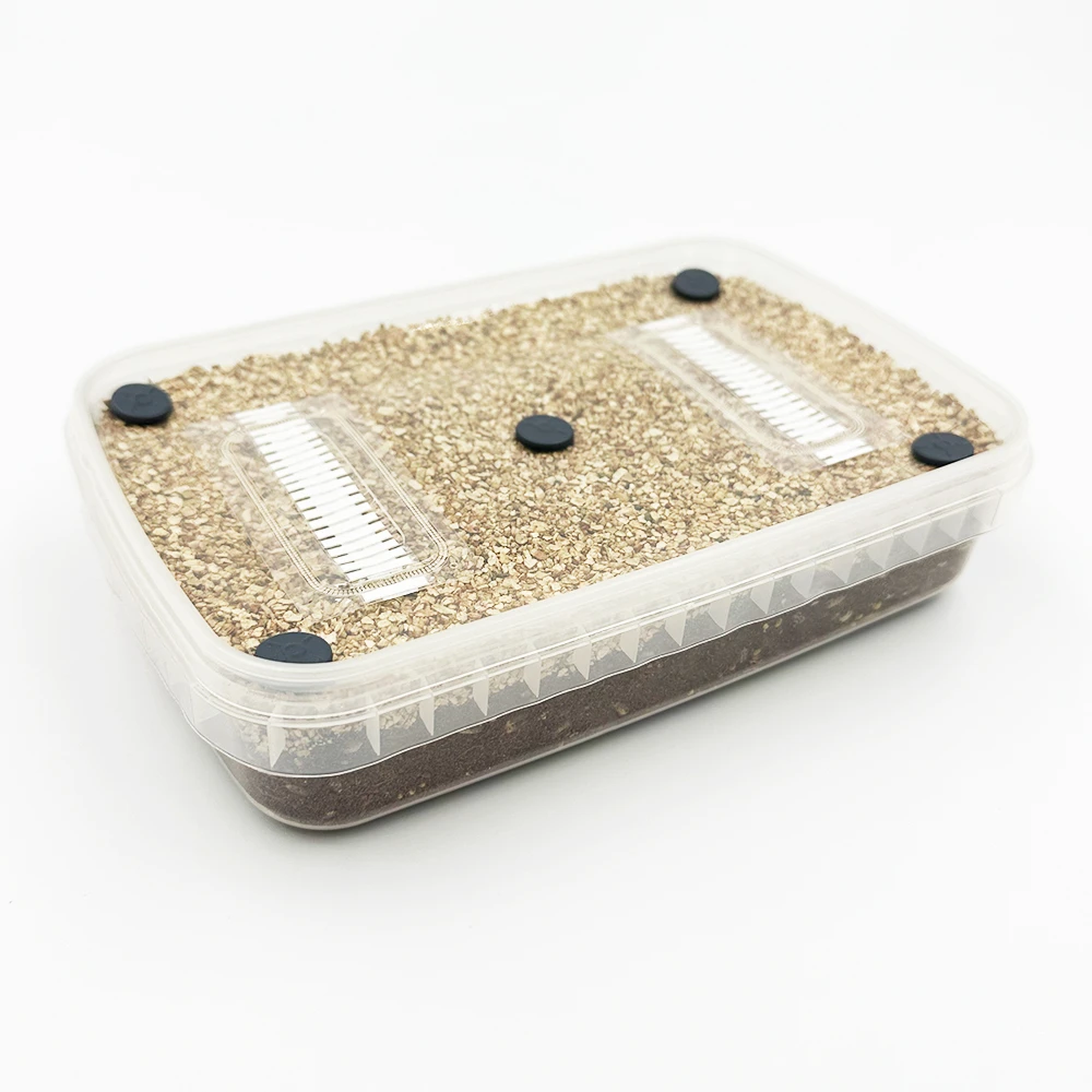 A MycDrop grow kit from above: clear tub of pale grain over dark substrate with filter strips and ports