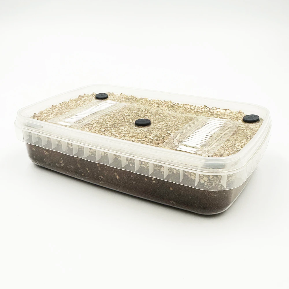 A MycDrop grow kit at an angle showing the pale grain layer above the dark substrate