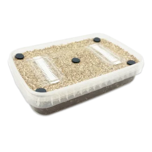 A MycDrop kit: shallow clear tub of pale grain over dark substrate with two filter strips and ports