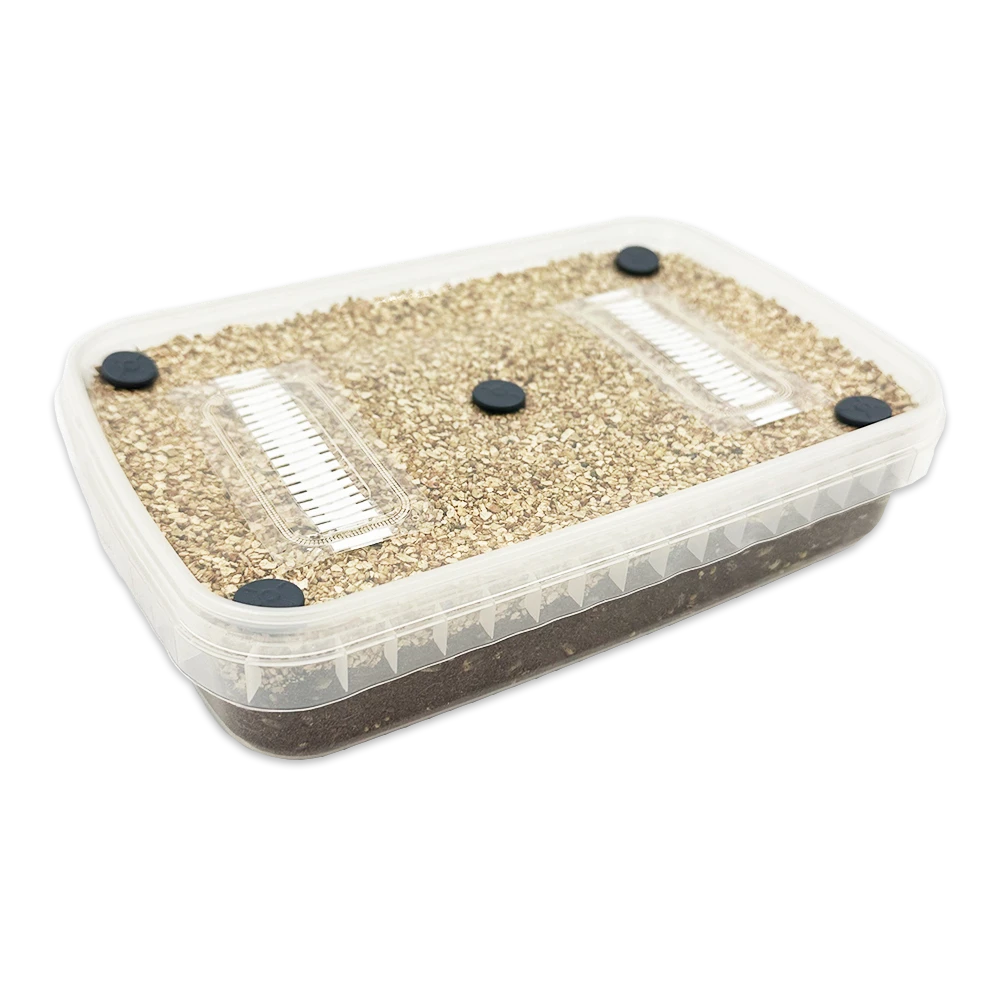 A MycDrop kit: shallow clear tub of pale grain over dark substrate with two filter strips and ports