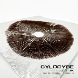 large Psilocybe cubensis mushroom spore print on foil