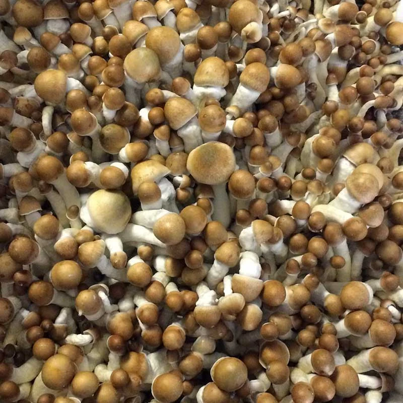 TEX PE6 cubensis: many small golden caps on white stems in a dense flush