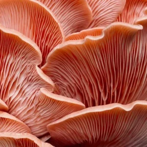 Pink Oyster mushrooms: close-up of coral-pink gills fanning out in overlapping layers